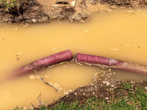 Best Mold removal after water damage  in Haledon, NJ